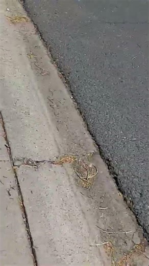 The Truth About Rock Yard Landscapes