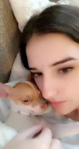 Charming Chihuahua and Cat Moments in a Cozy Home