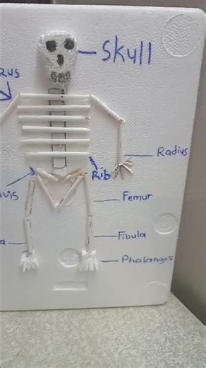 how to make a skeleton