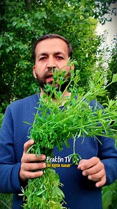 176K views · 2.1K reactions | Bu Bitki Yoğurt Mayalamada Kullanılırmış Yoğurt Otu / Galium Aparine | Fraktin TV | Facebook