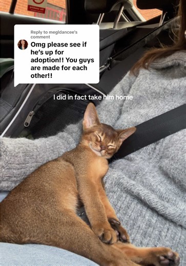 Replying to @megldancee everyone say hello to kojey !!! he’s home !!! #kitten #cat #catdistrubutionsystem #catyoga #fyp