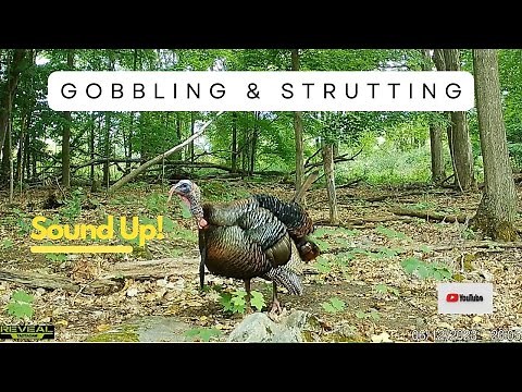 AWESOME Tom Turkey Gobbling and Strutting | Trail Cam Video