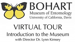 Bohart Museum of Entomology Virtual Tour: Introduction to the Museum (Dr. Lynn Kimsey)