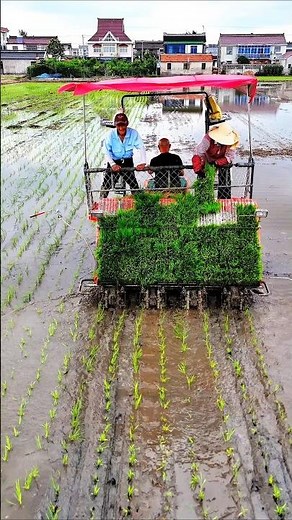 paddy transplanter machine 🌾 #shorts #ricetransplanting #agriculture