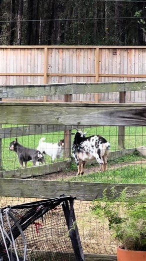 Baby Goat Inviting Neighbor Puppies to Play