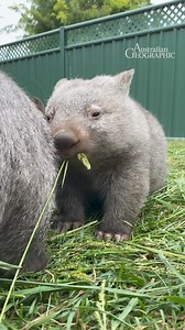 8.3K views · 214 reactions | Watch the full Q&A with Yolandi of Wombat Rescue: ausgeo.co/wombats You probably already know that wombat poops are square, but do you know why this is? In our wombat episode of Ask An Expert, Yolandi Vermaak gave us the lowdown on what comes out from down below. #wombat #wombats #science #learn #education #australiananimals #seeaustralia #cuteanimals #babyanimals #wildlife #nature | Australian Geographic | Facebook
