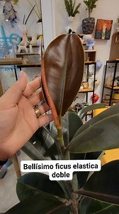 El Ficus elastica, también conocido como árbol del caucho o ficus robusta, es una planta tropical muy popular como planta de interior por su belleza, resistencia y fácil cuidado. Aquí tienes información clave sobre esta planta:💚😉 🌿 Características del Ficus elastica: Nombre común: Árbol del caucho / Ficus robusta Nombre científico: Ficus elastica Familia: Moraceae Origen: Asia tropical (India, Malasia, Indonesia) 🌞 Cuidados básicos: Luz: Prefiere luz brillante e indirecta, aunque tolera medi