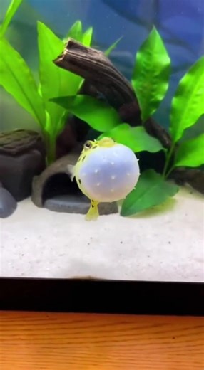 Pufferfish Dance: Watch This Adorable Aquatic Display