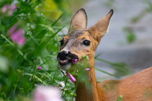 Discover the Most Effective Homemade Deer Repellent
