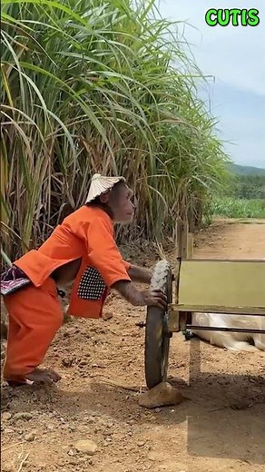 CUTIS the smartest monkey in the world #cutis #monkey #shortvideo