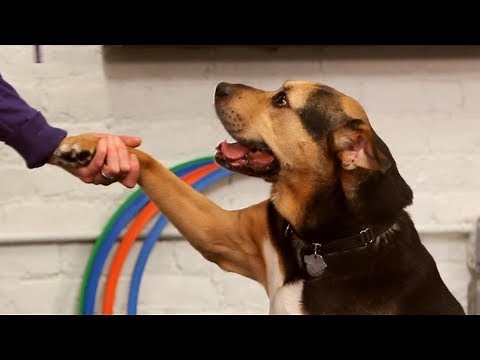 How to Teach the Give Paw Trick | Dog Training