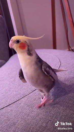 Funny Cockatiel Meme Compilation with R2D2 Impressions