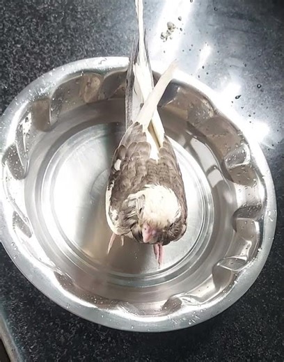 First time bathing 😃 #birds #cockatiel #
