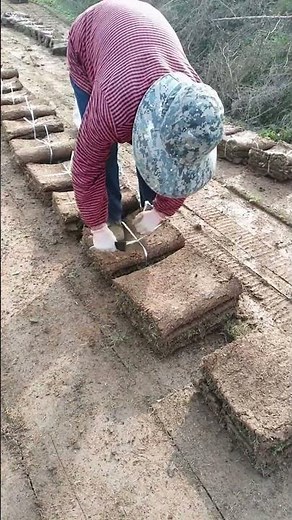 Fresh Sod Laying Process | Satisfying Lawn Installation Work