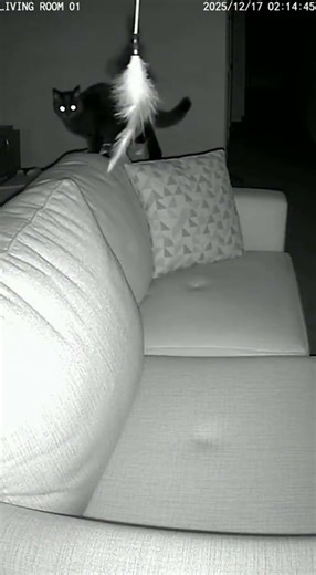 CAT SEES GHOST? 😱 Watch the Sofa... #shorts