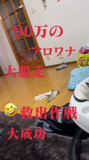 #90万のアロワナ#脱走救出#運営さん大好き パリピ#