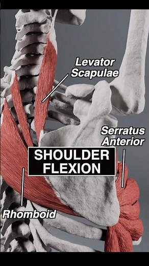 Your SCAPULA glides along the RIB-CAGE when you raise the ARM! #anatomy #shoulder #3d #medical