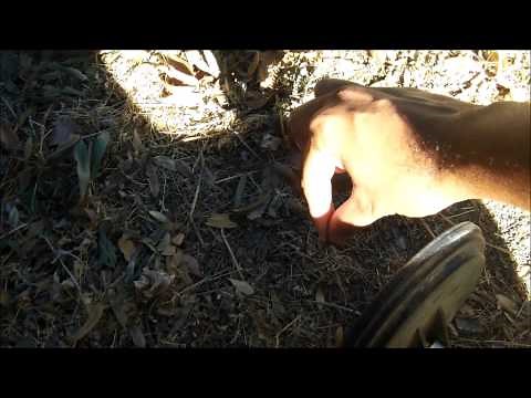 Quick Overview of the Jetco Mustang Treasure Finder