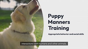 Puppy Manners Training