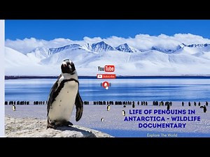 Life of Penguins in Antarctica | Wildlife Documentary