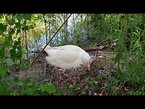 Goose Hatching Duck Eggs | Egg Hatching Experiment
