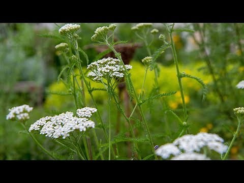 Kleine Kräuterkunde: Schafgarbe (mit Ruth Pfennighaus)