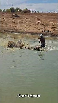A lenda do pirarucu no açude aqui da roça
