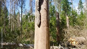 Bark beetle larvae infestation destroys fir trees in forest. Natural environment disaster, ecology damage in woodland