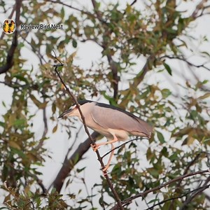 17K views · 937 reactions | Black-crowned night heron Bird Looking forward to eating | Review Bird Nest | Facebook