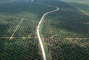 Inovasi terkini bioteknologi pacu industri minyak kelapa sawit - MPOB