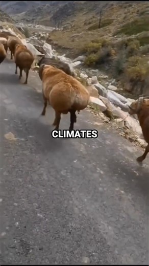 40K views · 378 reactions | Kardashian sheep With a level 10 gyatt  | Netclick | Facebook