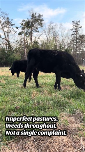 Dexter cattle = efficient