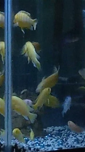 Yellow Lab Mbuna Cichlid fighting