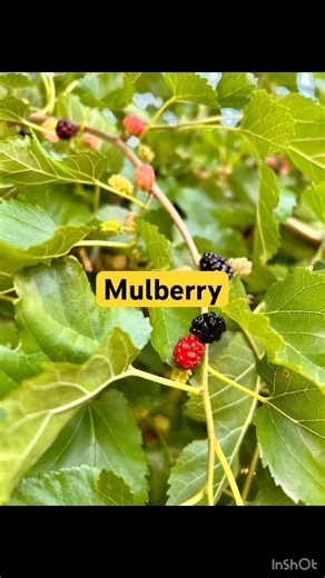 🍇Mulberry’s 😍life cycle🇨🇦part 2 #YouTube shorts#