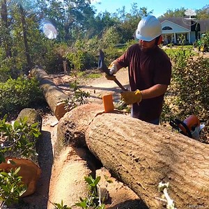 Cutting a Dangerous Tree | The Kelley's country life