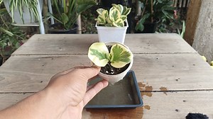 Variegated Peperomia Propagation 🌱 #gardening #garden #plants #reels #trendingreel #trendingreelsvideo #facebookviral #facebookreels #viralreels | Gardening Ideas