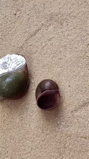 Home Aluminum Casting Techniques Using Snail Shells