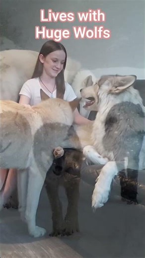 Living with Wolves #wolf #viral #viralvideo #dog #nature #gaming #movie #moviestar