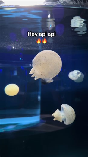 Hey api 🔥 e sứa trong tour khám phá thuỷ cung phú quốc nè #GreenCreator #VinWonders #dulich #api