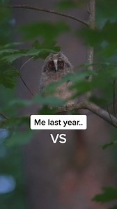 1.5K views · 71 reactions | how to raise a predator #killingmachine #animalsoftiktok #owl #reels #reelsfb #reelsviral #reels #reelsfb #reelsviral | Nok Reelz | Facebook