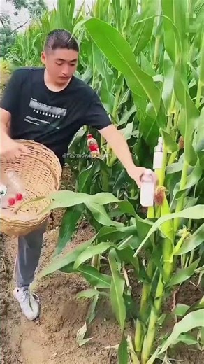 Smart Farmer Trick 😲#shotsvideo