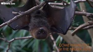 343 reactions · 42 shares | Hang out at Boo at the Zoo this weekend! We’ve got tricks, treats, and all your Halloween favorites. | Bronx Zoo | Facebook