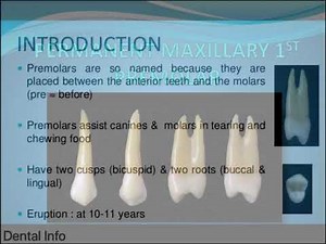 Morphology Of Permanent Maxillary First Premolar ( Full Version )