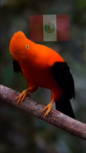 El Gallito de las Rocas Andino