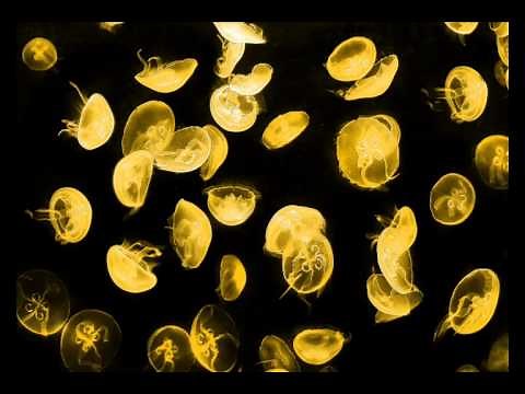 Boris Brejcha - Wellenreiter (Original Mix)