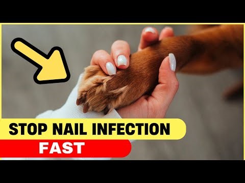 Dog Nail Infection Treatment: Easy Steps to Heal Your Dog’s Nails Fast!