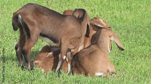 Nubian baby goats grazing at pasture at sunny summer day. rural farm life