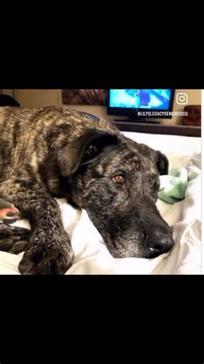2025-Thank you for dogs, adoptions, supporters, volunteers, staff, and where would we be without Alice and Hannah!? It’s been an amazing year, and we wanted to share the pawsitive with you by ending with a little vid of our pups that were adopted in 2025! Happy New Year! 🐾❤️🐾 | Lily's Legacy Senior Dog Sanctuary
