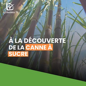 17K views · 384 reactions | En 2021, les plus grands producteurs de canne à sucre étaient le #Brésil , l'#Inde  et la #Chine . #AgribusinessTV #Découverte | Agribusiness TV | Facebook