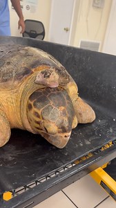 25K views · 18K reactions | Molly is heading into surgery at The...